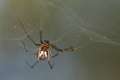 Linyphiidae_0152 2